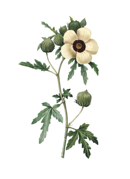 植物插画素材ID：145684996