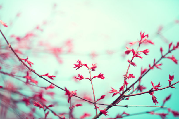 春天的觉醒图片下载