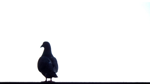 适当的鸽子图片下载