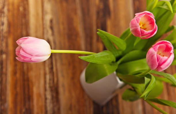 粉色郁金香图片下载