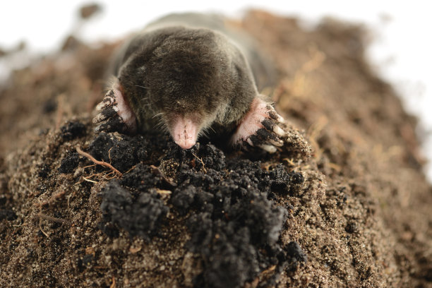 欧洲鼹鼠(Talpa europaea)图片下载