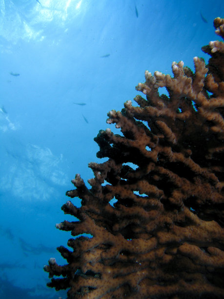 水蓝色珊瑚图片下载