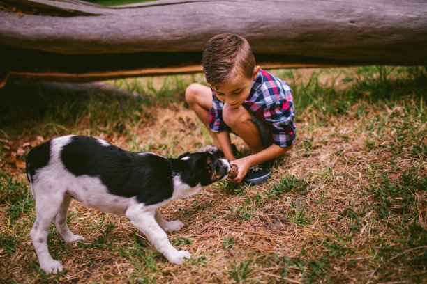 爱冒险的男孩玩木棍和他的小狗图片下载