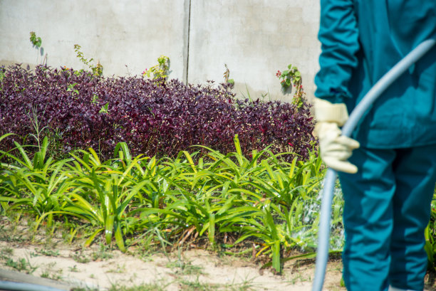 女人浇水植物的特写图片下载