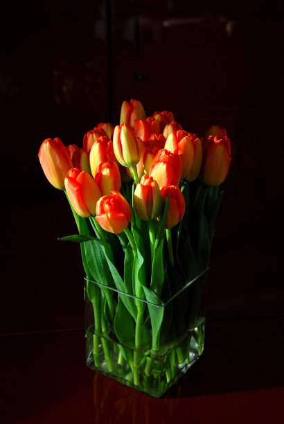 深色背景上的郁金香图片下载