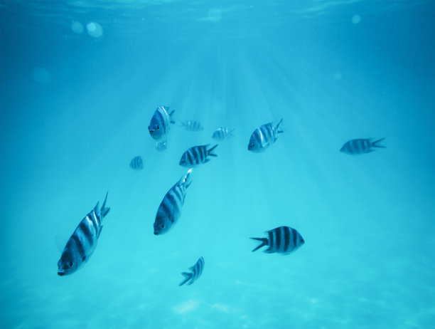 水下鱼景图片下载