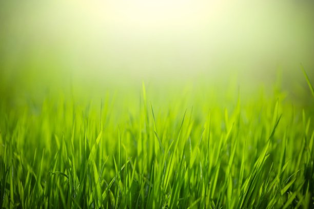 清新春草背景图片下载