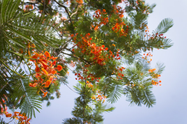 gulmohar树blosoming图片下载