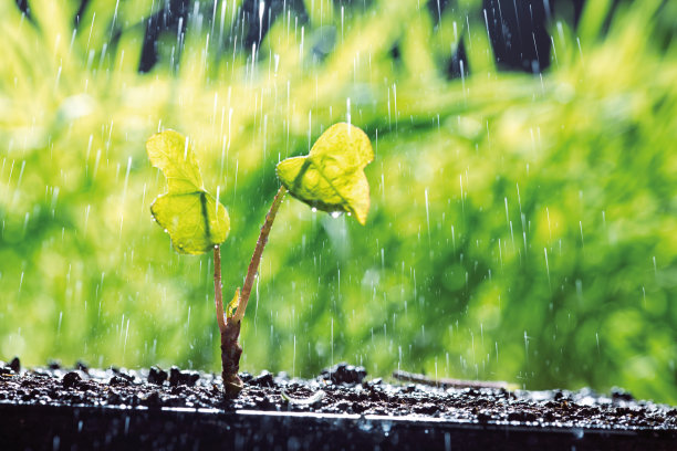 浇灌植物图片下载