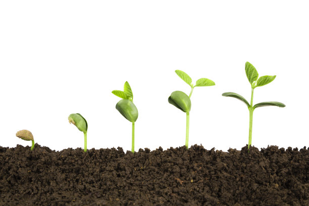 植物生长顺序:春季新生命生长素材图片
