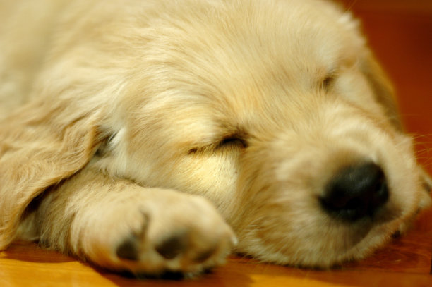 可爱的小狗感觉平静图片下载