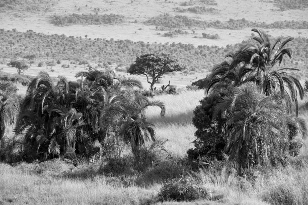 马赛马拉的棕榈树图片下载