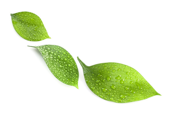 水滴在绿叶上图片下载