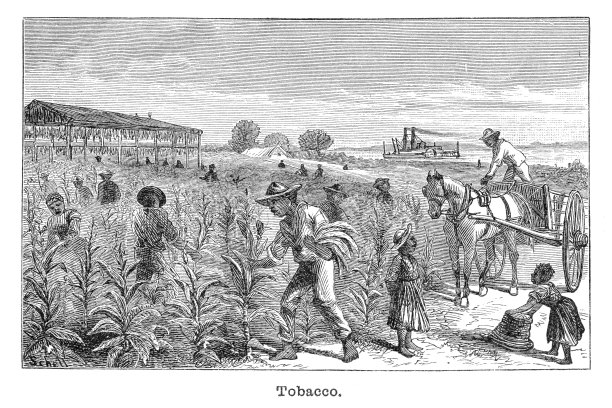 烟草种植版画插图图片下载