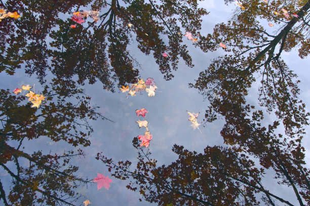 倒影池秋天的叶子树俄勒冈花园秋天图片下载