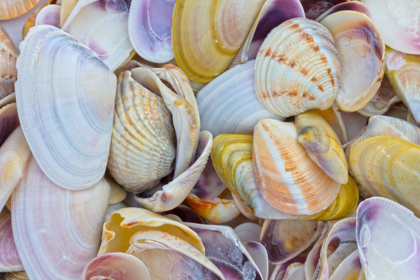 贝壳作为背景图片下载