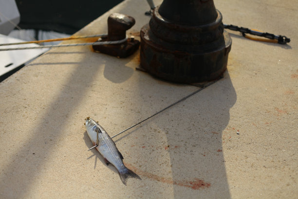 鱼叉捕鱼图片下载