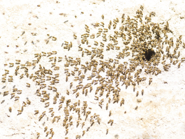 房屋墙壁上的蜜蜂图片下载