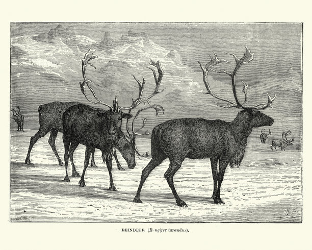 北极的一群驯鹿图片下载