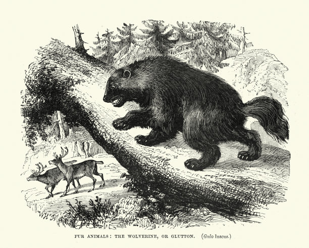 狼獾在北美森林里追踪鹿图片下载