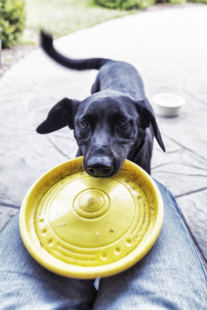 不耐烦的狗与黄色玩具飞盘图片下载