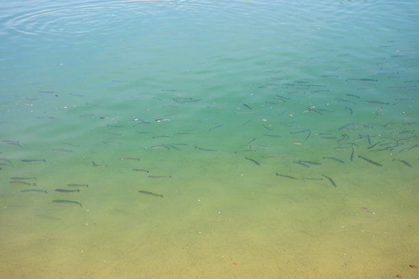 鱼在湖图片下载