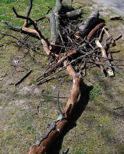 风暴后的树枝碎片图片下载