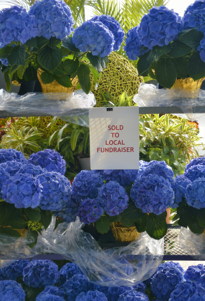 蓝色绣球花作为筹款的工具图片下载
