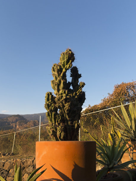 仙人掌图片下载