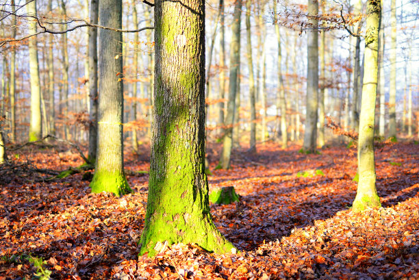 秋天森林中的光秃秃的山毛榉和橡树图片下载