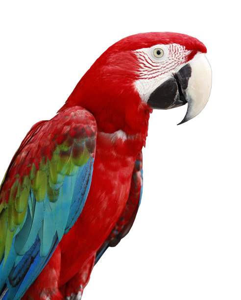 金刚鹦鹉图片下载