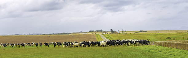 南非的奶牛场景观图片下载