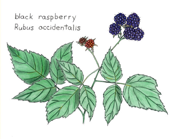 黑覆盆子图片下载