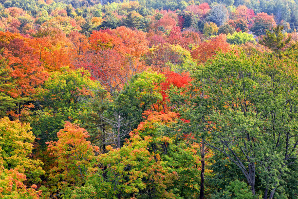 秋天的森林图片下载
