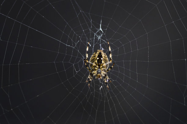 网中的十字蜘蛛图片下载