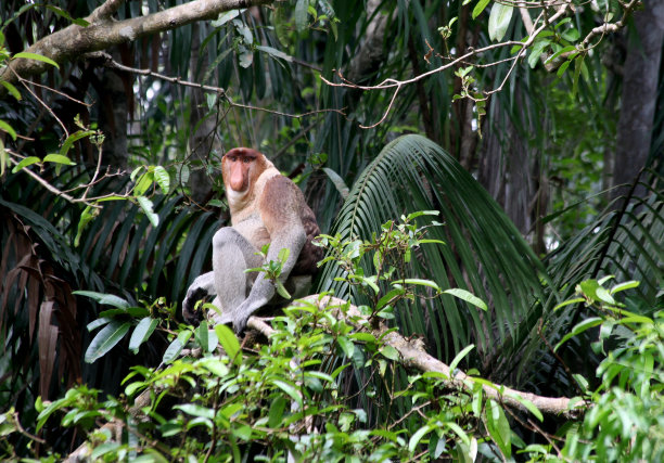 长鼻猴图片下载
