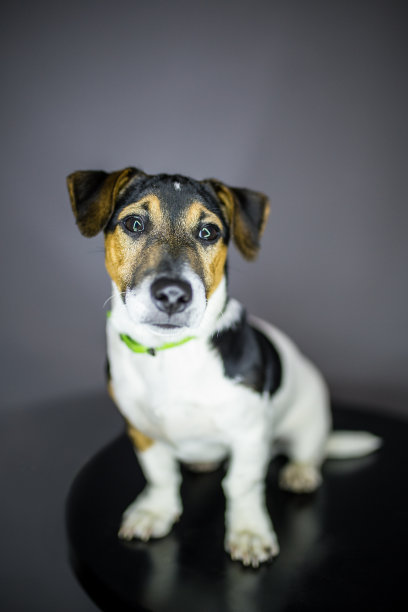 狗看相机图片下载