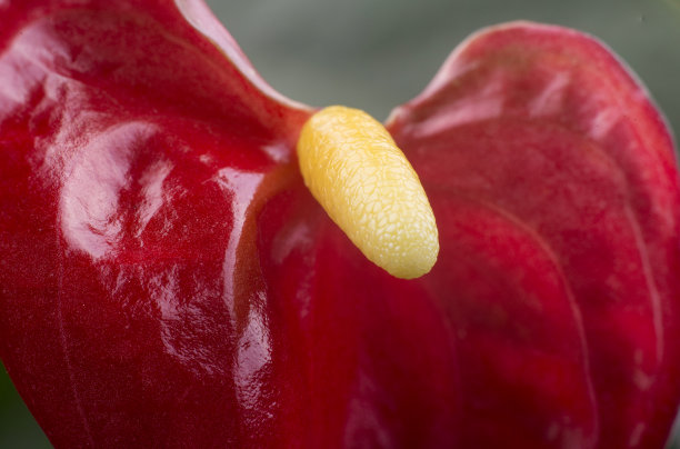 火鹤花图片下载