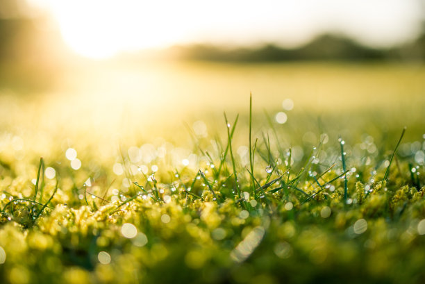 绿色的大自然图片下载