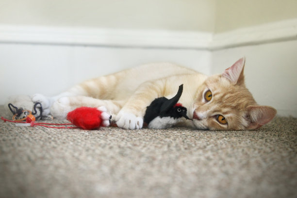 玩玩具的小猫图片下载