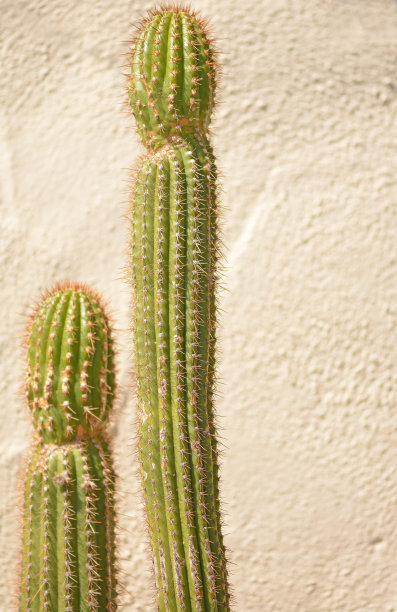 仙人掌图片下载