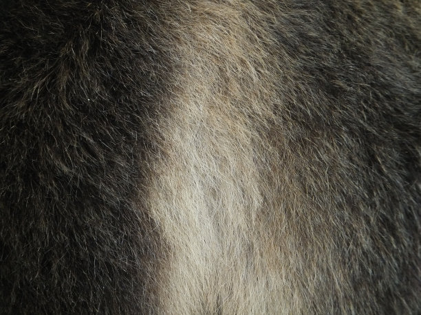 棕熊的皮毛特写图片下载