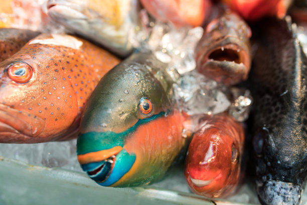 色彩斑斓的热带鱼在日本冲绳的公共市场上图片下载
