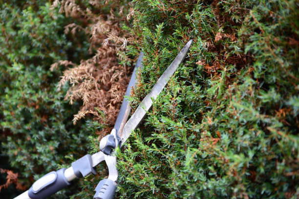 用树篱剪子修剪树篱图片下载