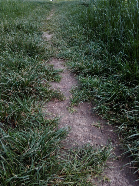 野草和小路图片下载