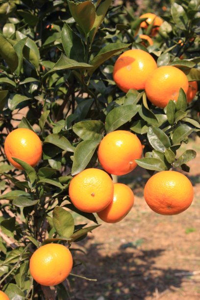 橘子橘子图片下载