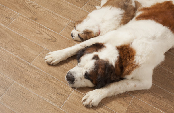 睡觉的狗图片下载