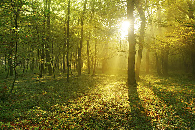 森林图片素材ID：145832248