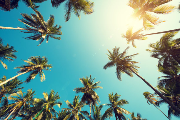 棕榈树素材图片