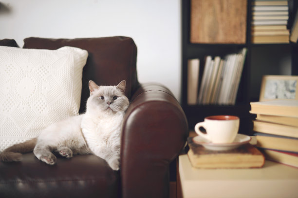 美丽的猫英国短毛猫图片下载